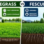 ryegrass vs fescue