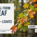 leafs or leaves